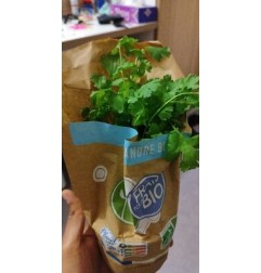 CORIANDRE POT BIO