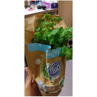 CORIANDRE POT BIO