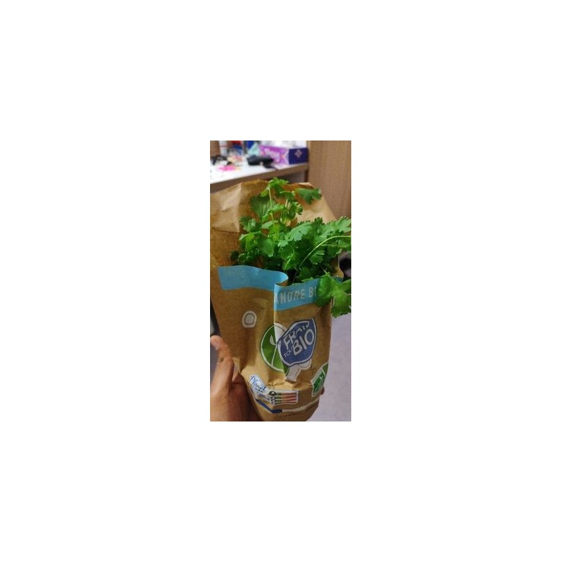 CORIANDRE POT BIO