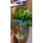 CORIANDRE POT BIO