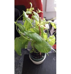 MENTHE POT BIO
