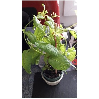 MENTHE POT BIO