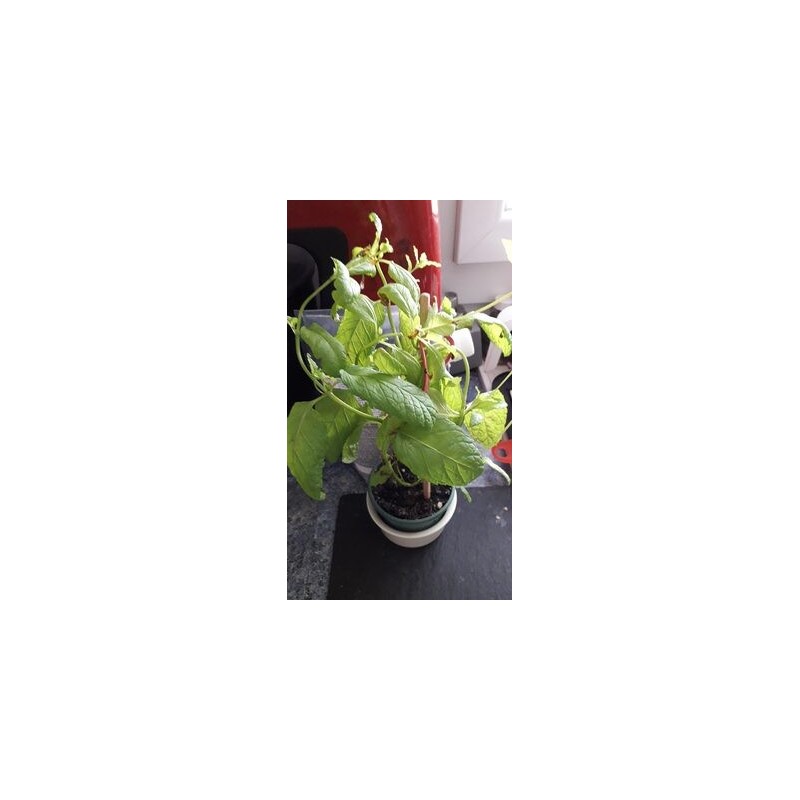 MENTHE POT BIO MENTHE POT BIO