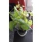 MENTHE POT BIO MENTHE POT BIO