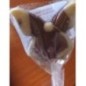SUCETTE CHOC. BIO15G