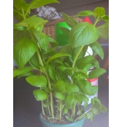 BASILIC POT BIO