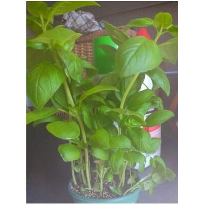 BASILIC POT BIO