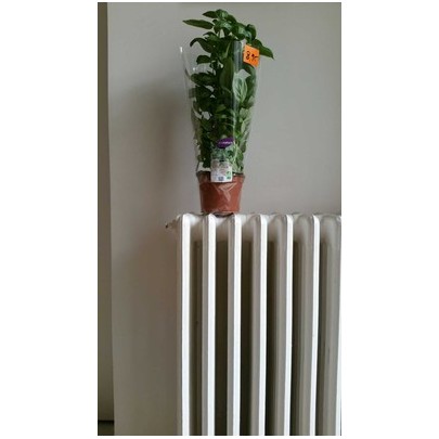 PLANT BASILIC