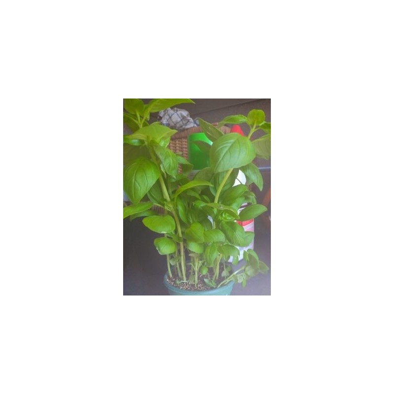 BASILIC POT BIO
