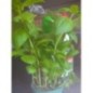 BASILIC POT BIO