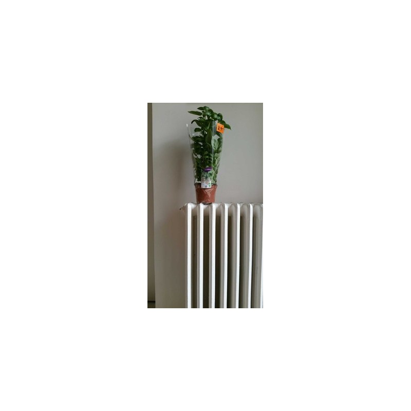 PLANT BASILIC