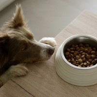PRODUITS ANIMAUX